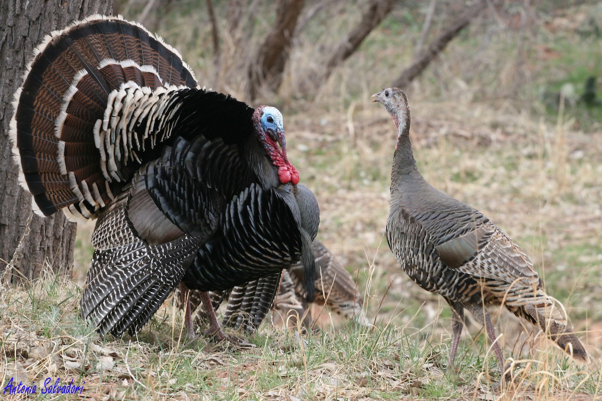 Wild Turkey - ML205116371