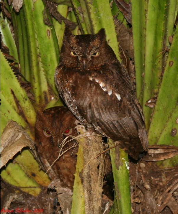 Madagascar Scops-Owl (Rainforest) - Antonio Salvadori