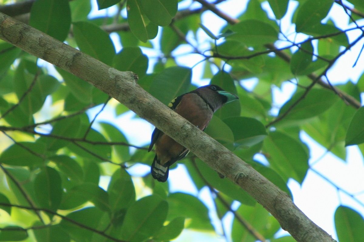 Banded Broadbill (Banded) - ML205117301