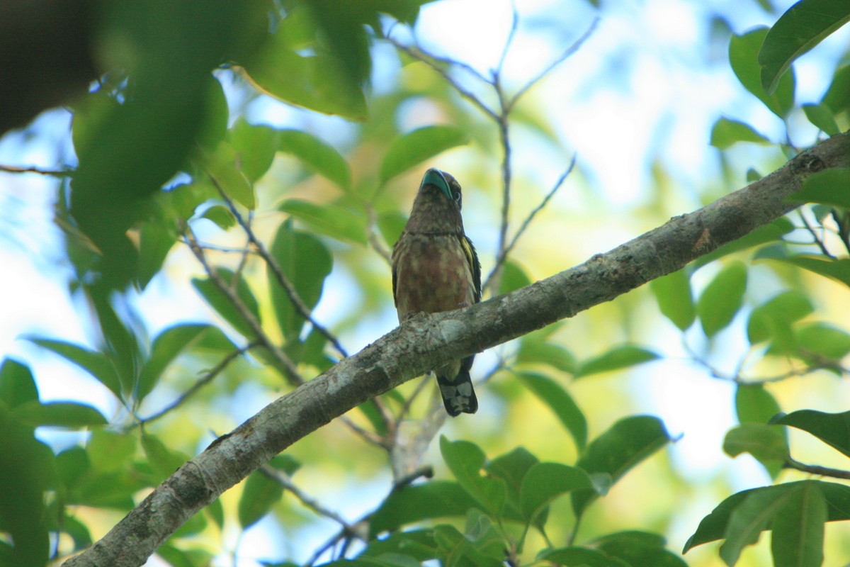 Banded Broadbill (Banded) - ML205117311