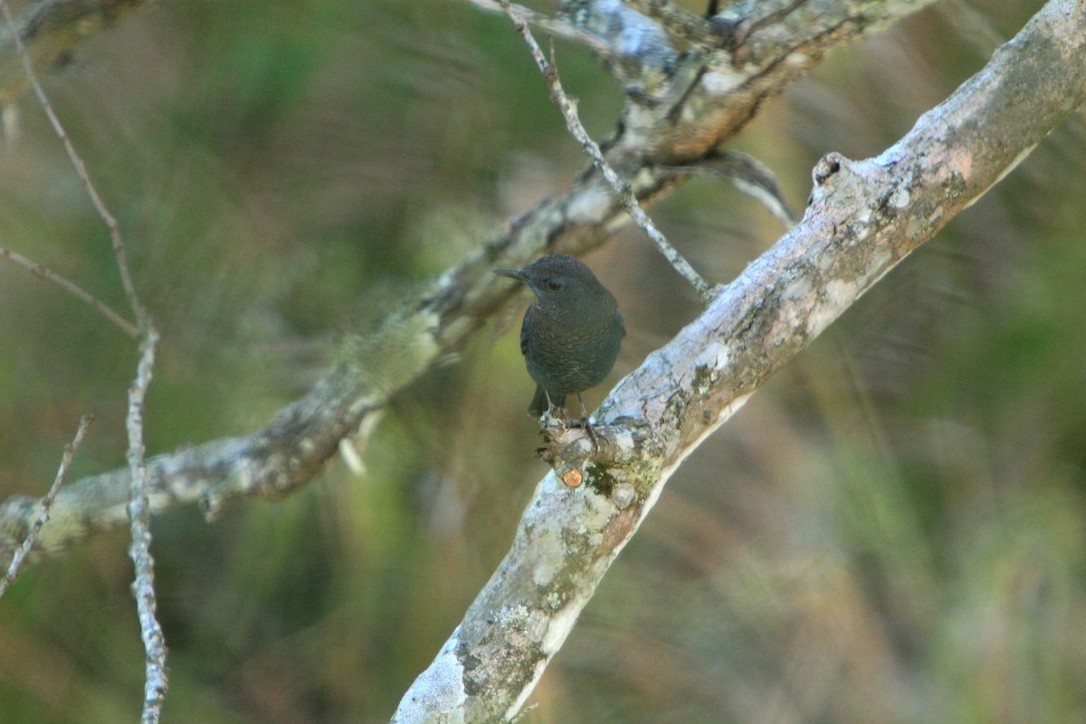 Blue Rock-Thrush (pandoo) - ML205117321