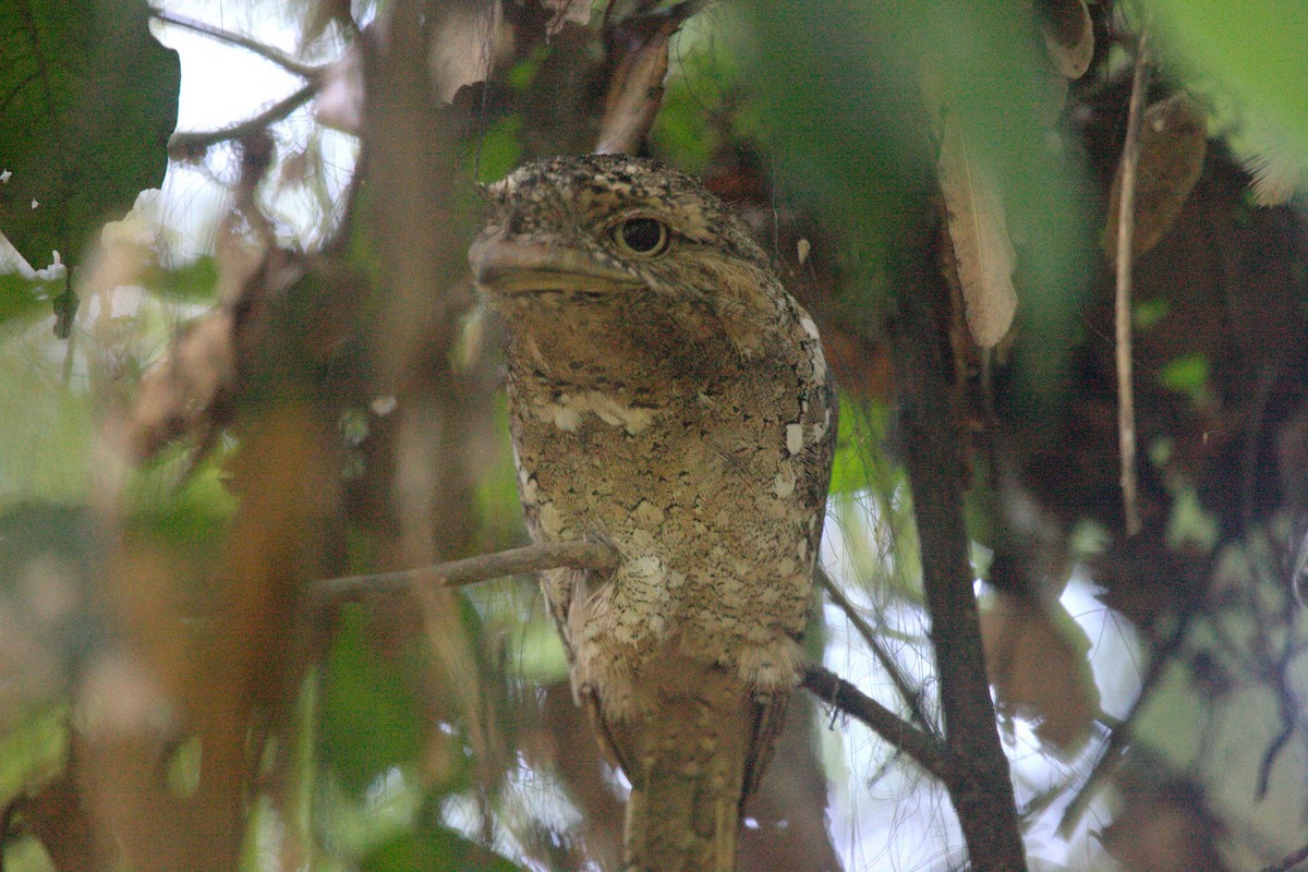 Sri Lanka Frogmouth - ML205117631