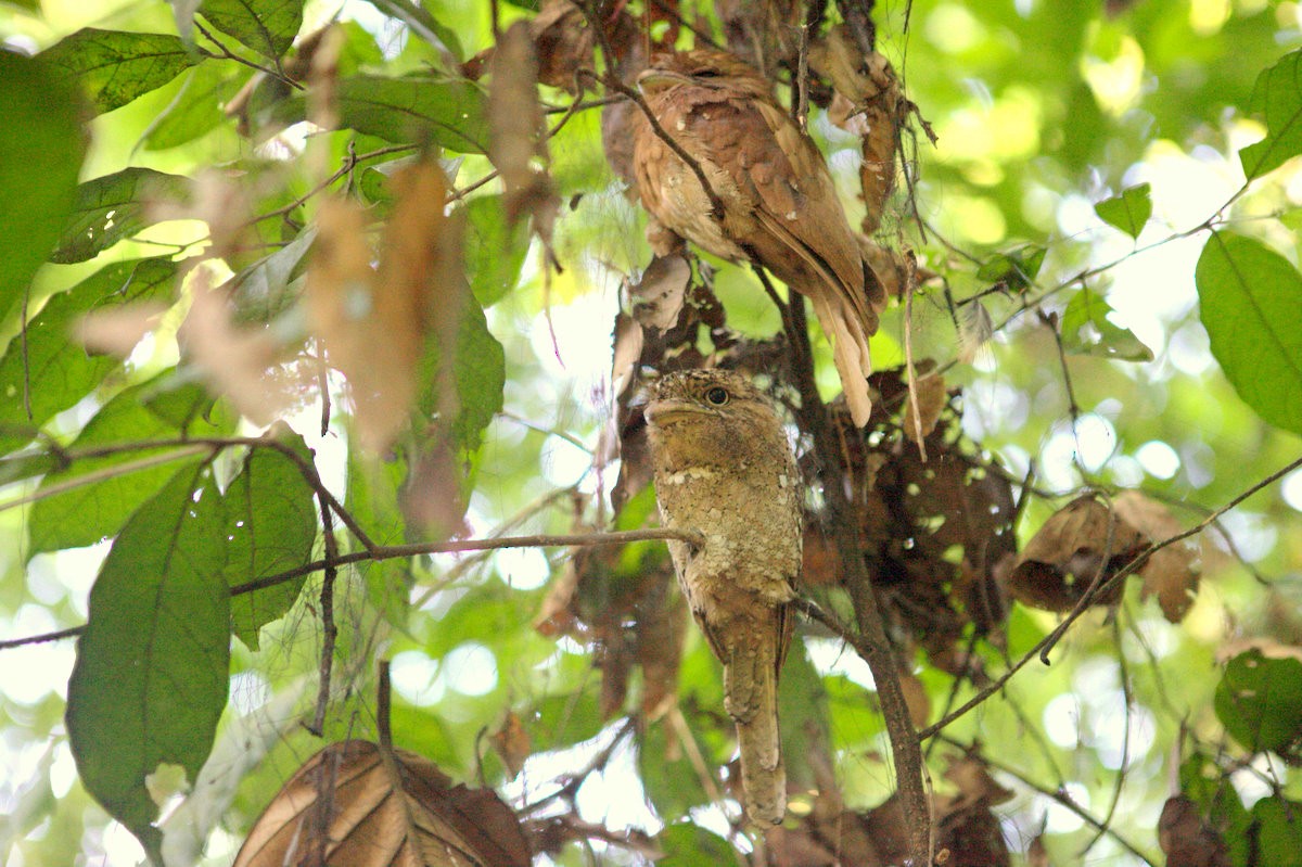 Sri Lanka Frogmouth - ML205117641