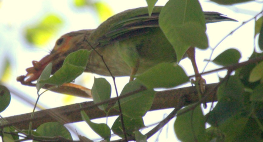 Kahverengi Başlı Barbet - ML205117791