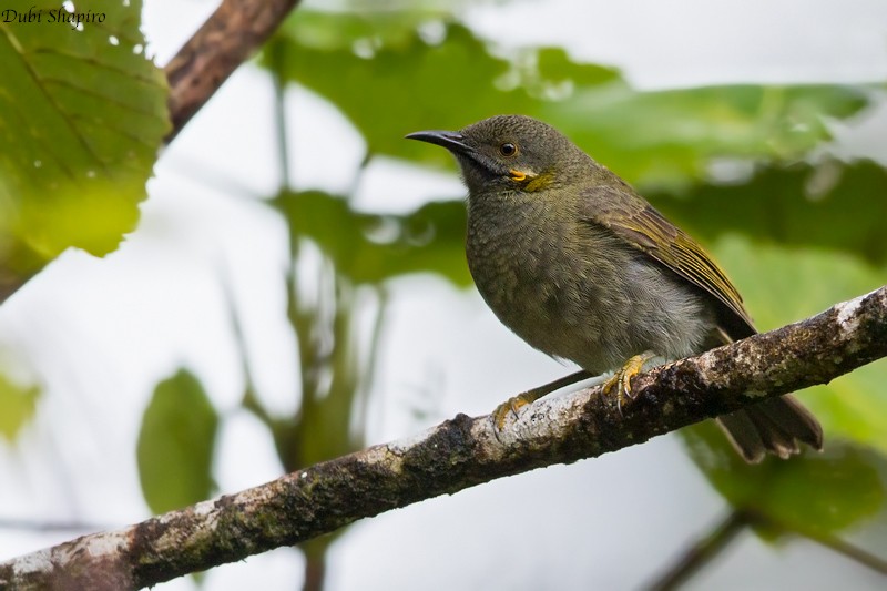 Northern Wattled-Honeyeater - Dubi Shapiro