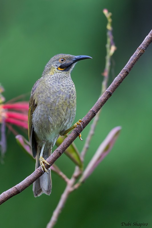 Western Wattled-Honeyeater - ML205117861