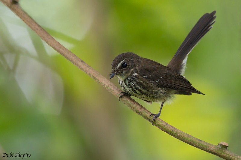 Fiji Streaked Fantail (Fiji) - ML205117921