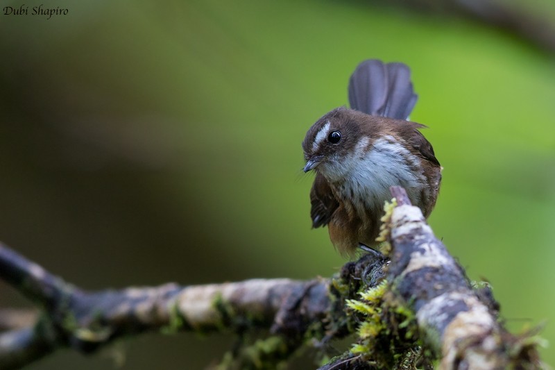 Fiji Streaked Fantail (Taveuni) - ML205117931