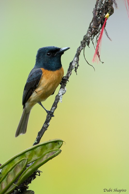 Vanikoro Flycatcher - ML205117991