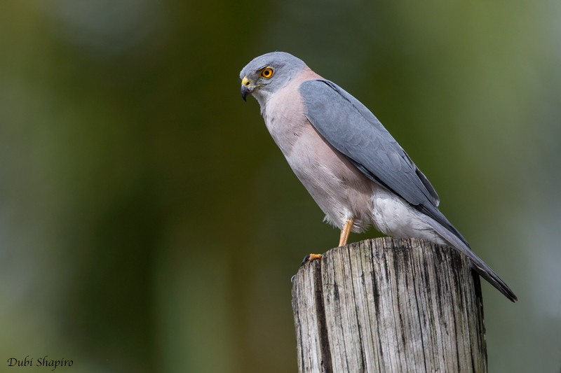 Fiji Goshawk - Dubi Shapiro