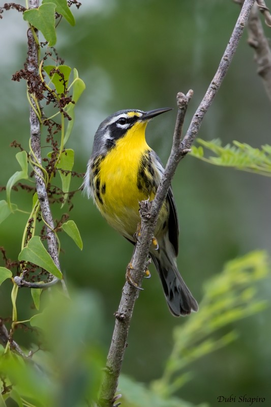 Bahama Warbler - ML205118061