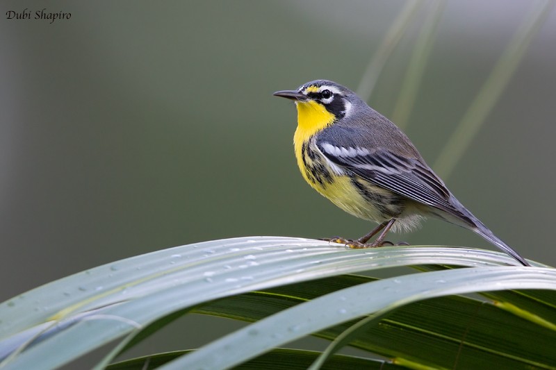 Bahama Warbler - Dubi Shapiro