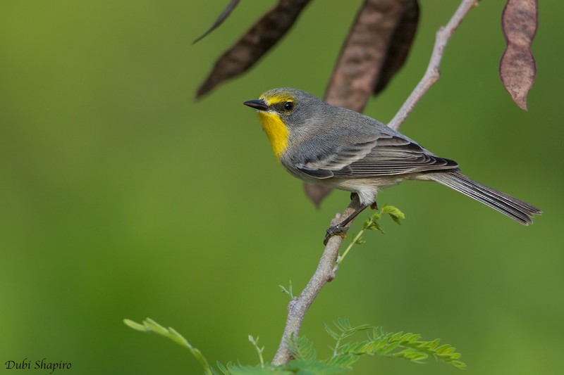 Olive-capped Warbler - Dubi Shapiro