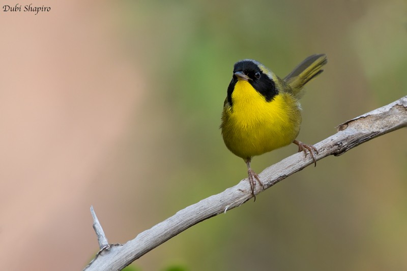 Bahama Yellowthroat - ML205118091