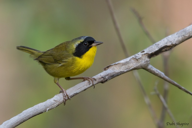 Bahama Yellowthroat - ML205118101