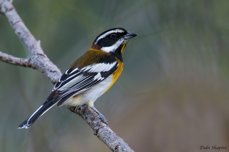 Western Spindalis (Bahamas Green-backed) - ML205118211