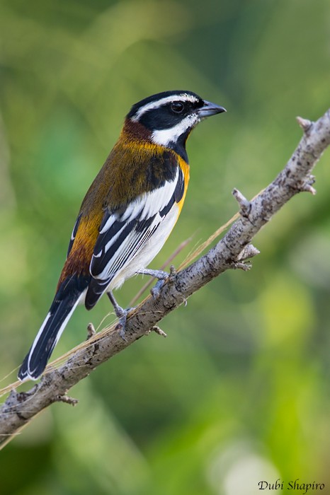 Western Spindalis (Bahamas Green-backed) - ML205118231