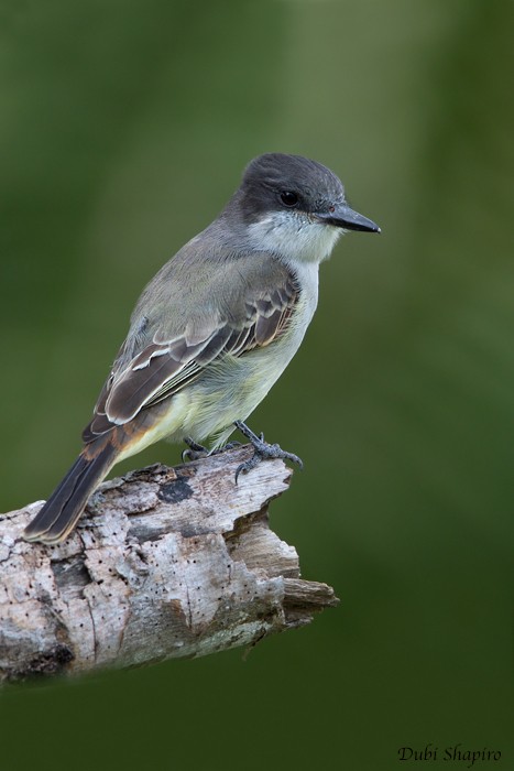 Tyran tête-police (groupe caudifasciatus) - ML205118251