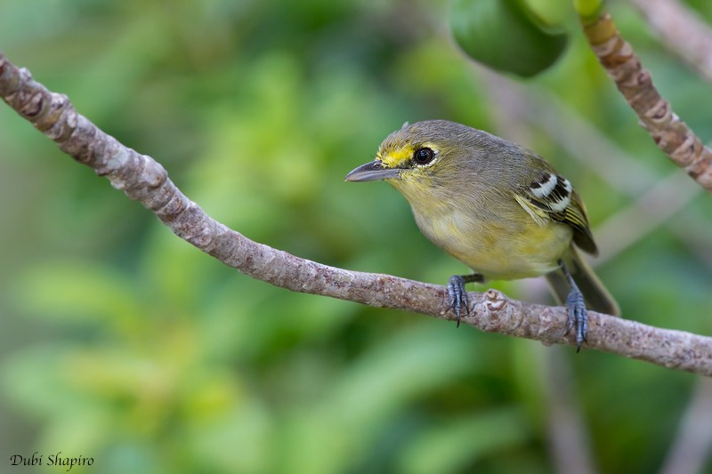 Vireo Piquigrueso - ML205118271