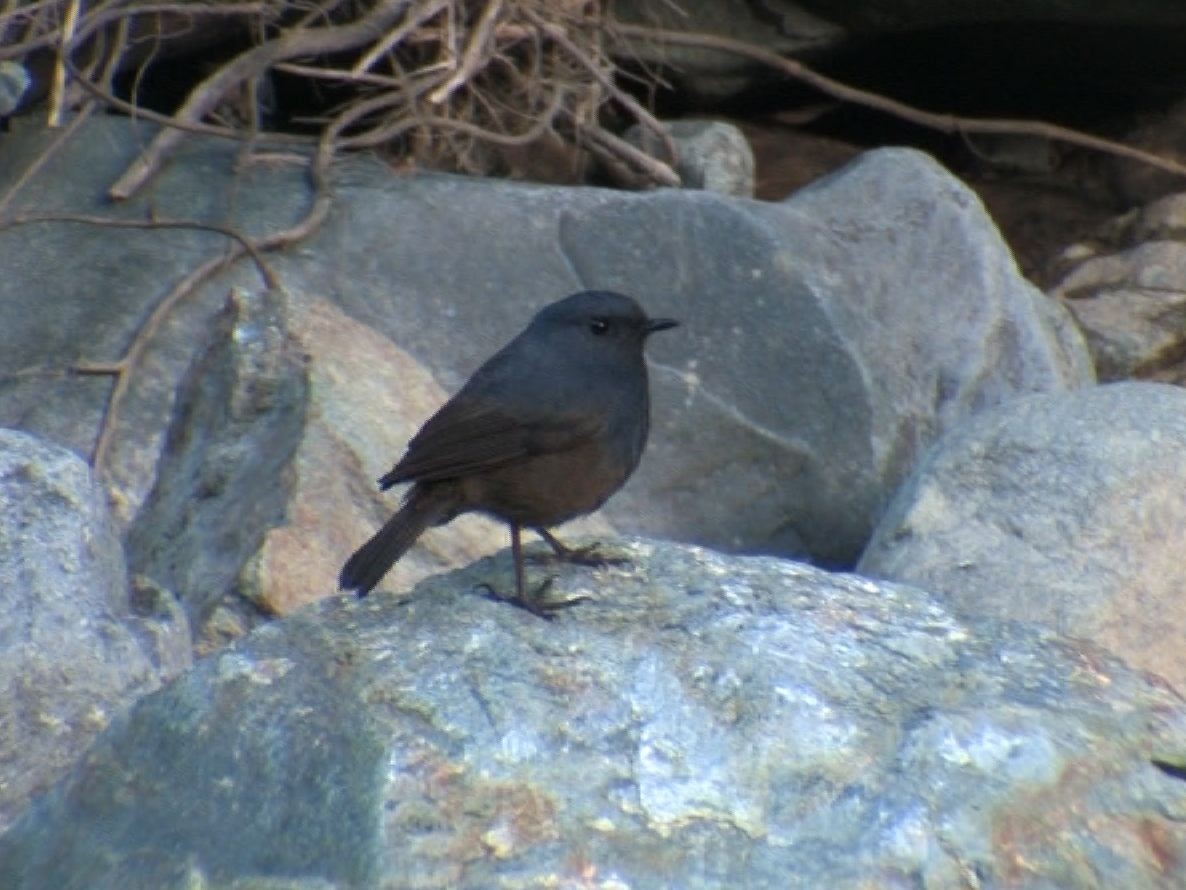 Luzon Redstart - Desmond Allen