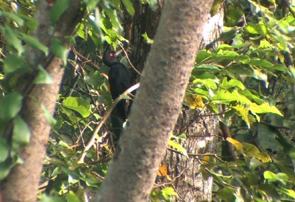 Northern Sooty-Woodpecker - ML205118671