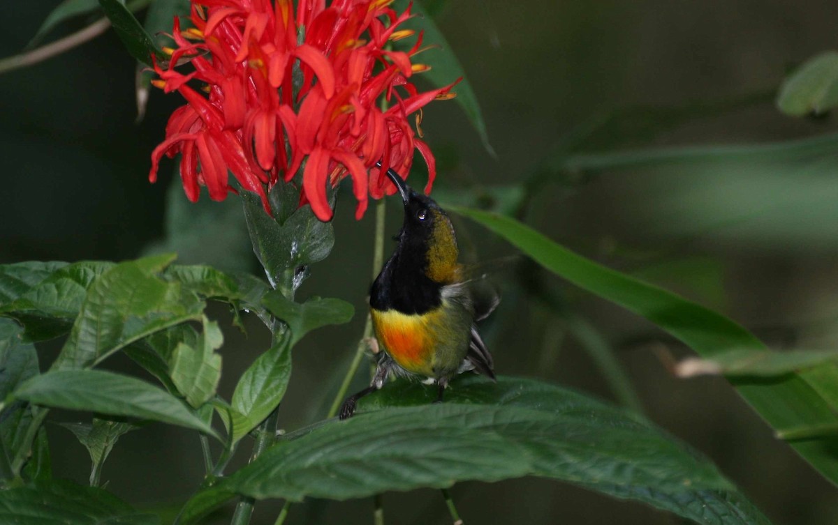 Flaming Sunbird - ML205118791