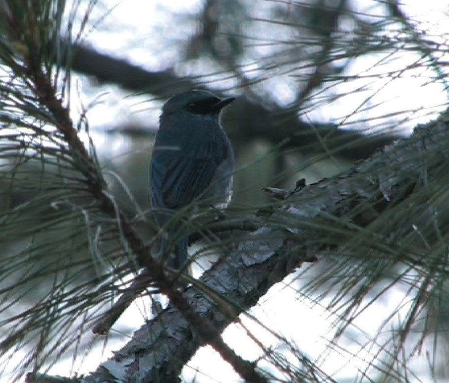 Turquoise Flycatcher - ML205118821