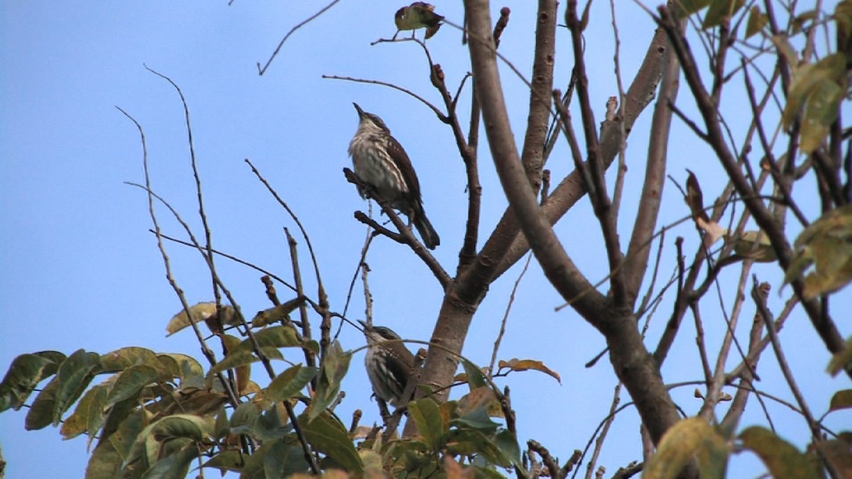 Long-billed Rhabdornis - ML205118831