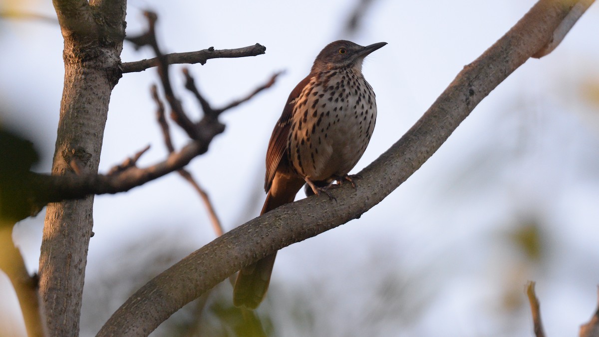 Brown Thrasher - ML20511891