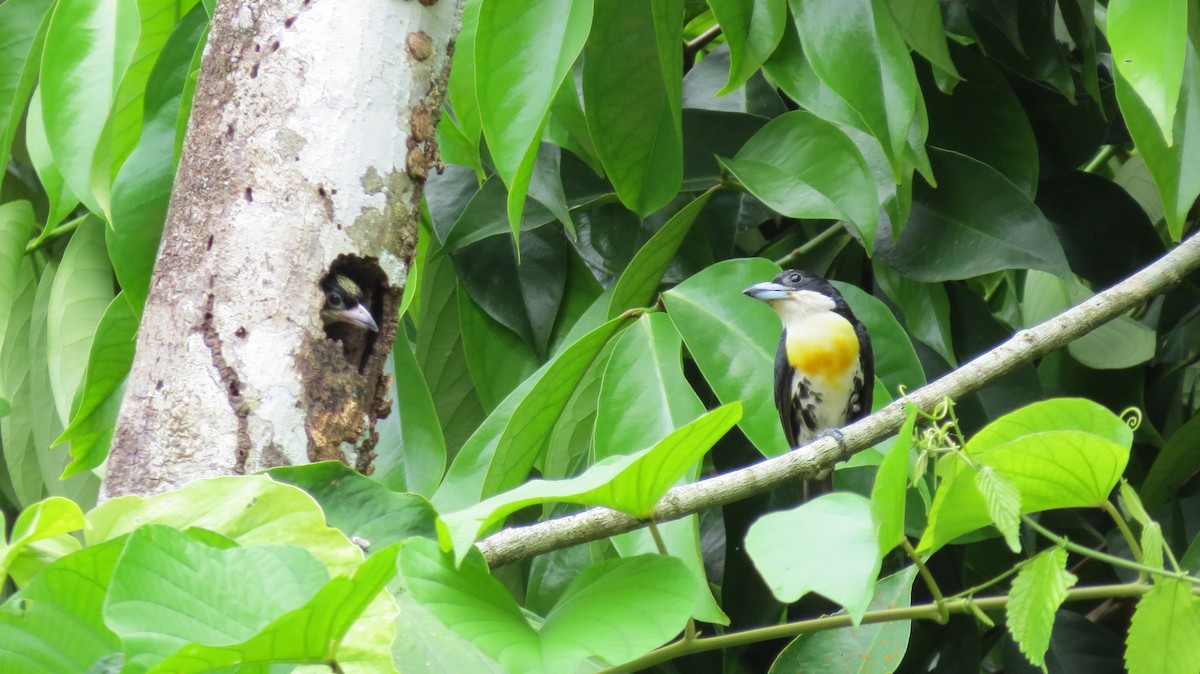 Spot-crowned Barbet - ML205119121