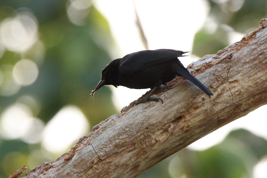 Jamaican Blackbird - ML205119341