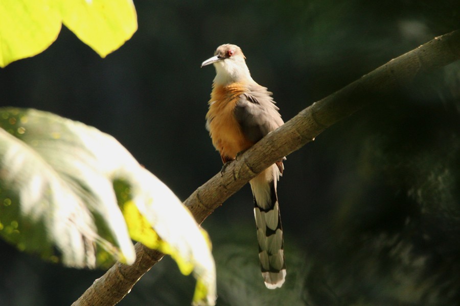 Jamaican Lizard-Cuckoo - ML205119391