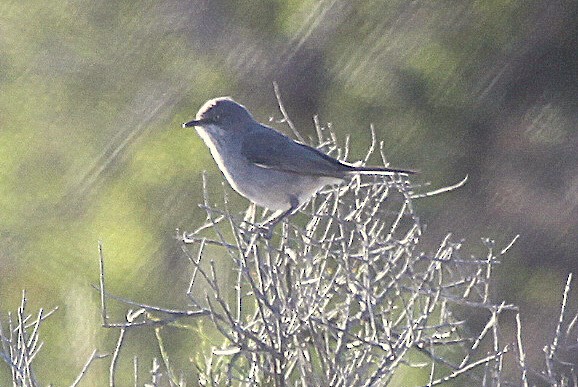 Layard's Warbler - ML205119571