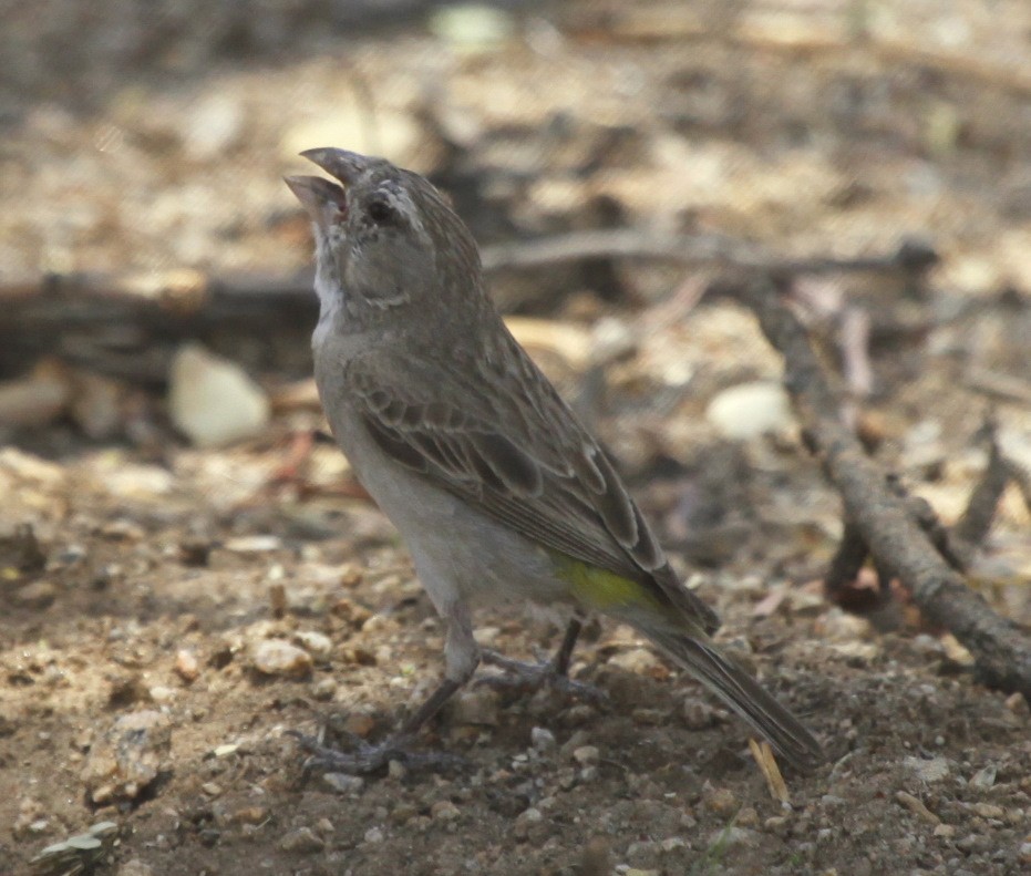 White-throated Canary - ML205119601