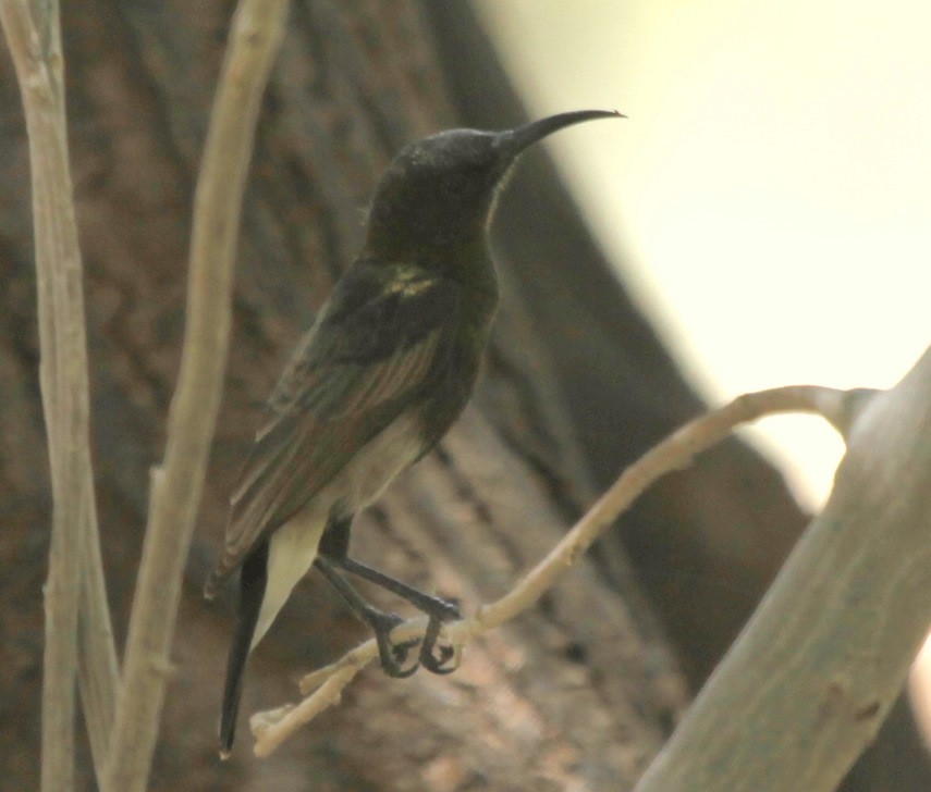 Dusky Sunbird - ML205119611