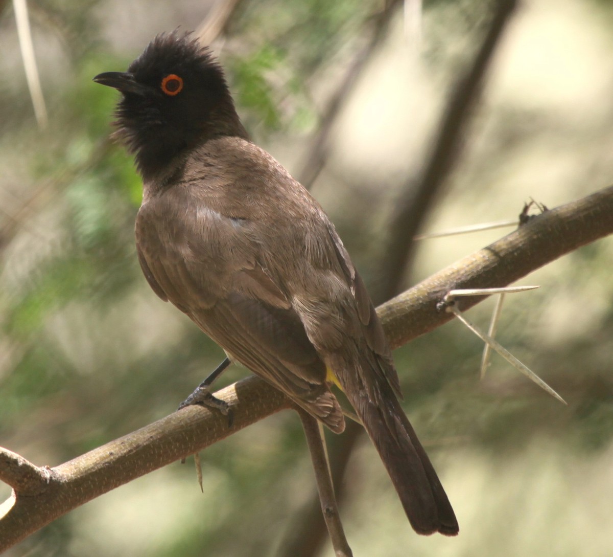 Black-fronted Bulbul - ML205119781