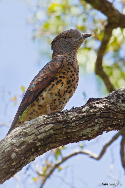 Cuckoo-roller - ML205120061