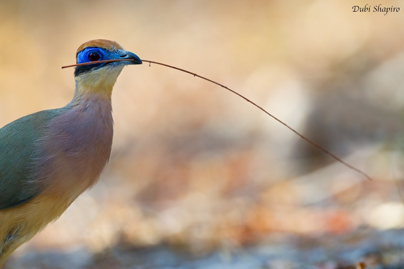 Red-capped Coua (Red-capped) - Dubi Shapiro