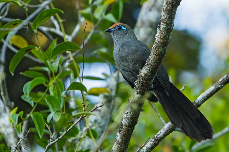 Red-fronted Coua - Dubi Shapiro