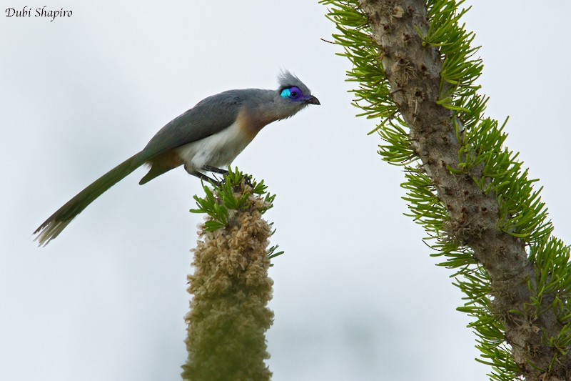 Crested Coua (Chestnut-vented) - ML205120131