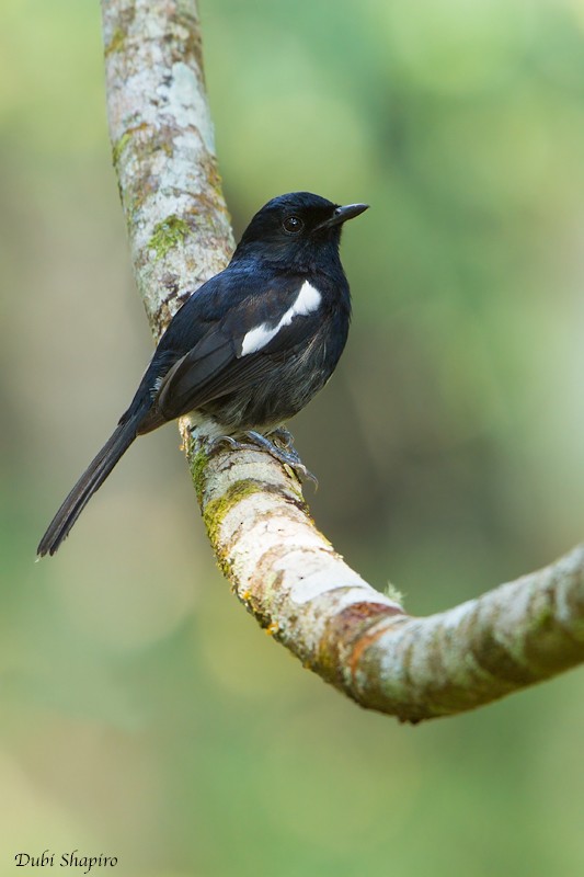 Madagascar Magpie-Robin (White-bellied) - ML205120141