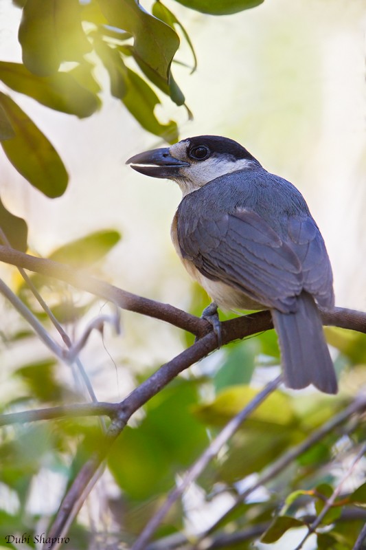 Van Dam's Vanga - Dubi Shapiro
