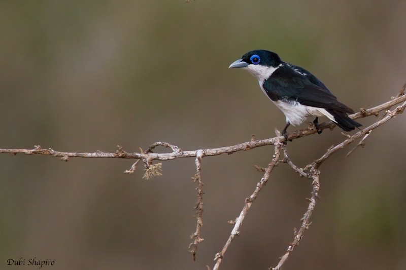 Chabert Vanga - Dubi Shapiro