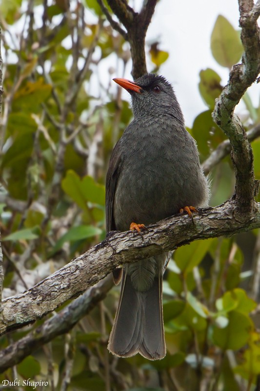 Mauritius Bulbul - Dubi Shapiro