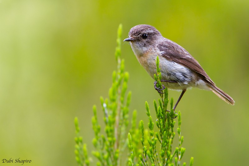 Reunion Stonechat - Dubi Shapiro