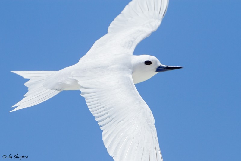 White Tern (Pacific) - Dubi Shapiro