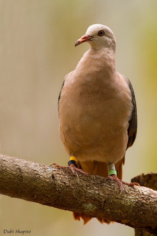 Pink Pigeon - ML205120481