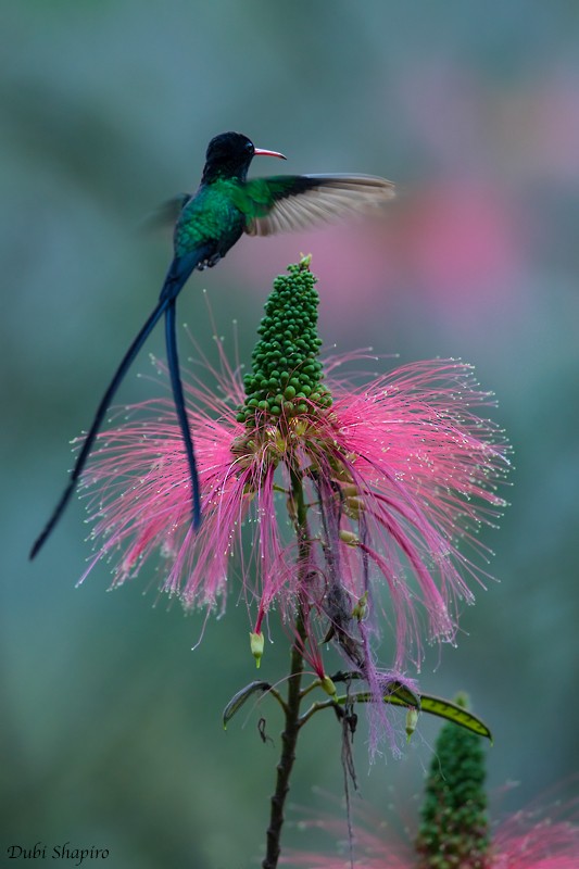 kolibřík červenozobý - ML205120561