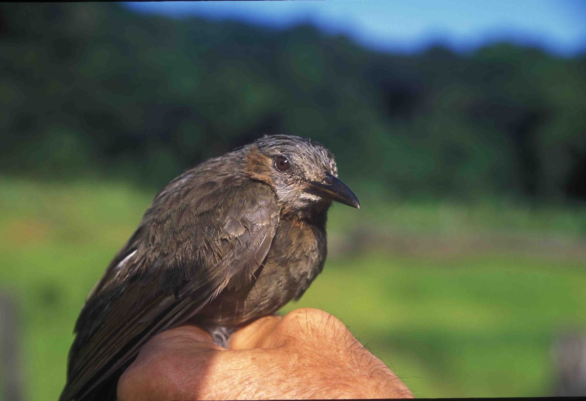 Bulbul Orejipardo - ML205120701