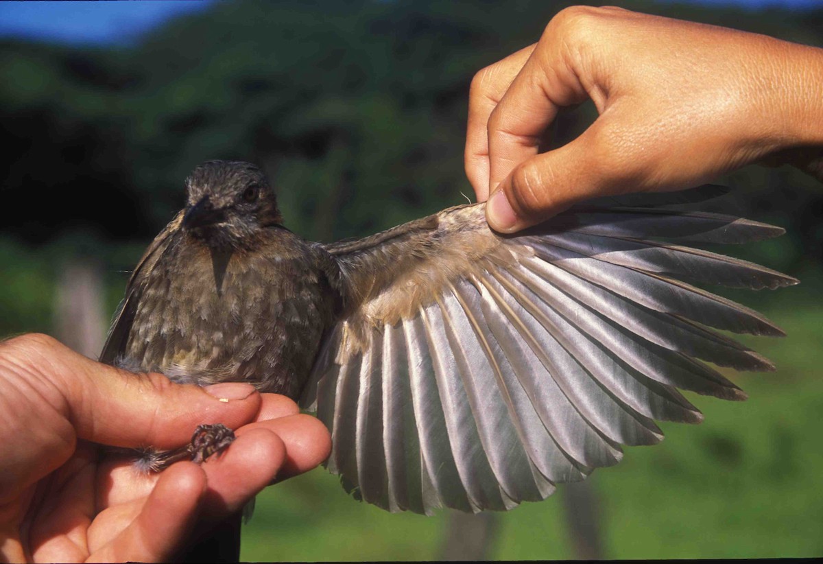 Bulbul Orejipardo - ML205120711